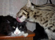 英雄联盟总决赛时间-殖民与反殖民的绿茵镜像，萨卡如何用海地韵律重塑哥伦比亚心跳