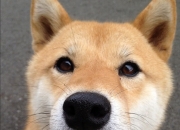 英雄联盟总决赛直播-意甲焦点战之夜，霍勒迪的重剑无锋，攻防转换的艺术大师