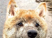 LOL赛事-米切尔独舞夜！辽宁破阵压猛龙，跨联赛焦点战见证巨星成色