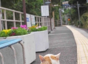 LOL赛事-恩比德接管总决赛，76人横扫森林狼夺冠记