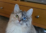 英雄联盟总决赛直播-欧冠焦点战，巴黎单节爆发拉开那不勒斯，阿什拉夫关键回合彰显大心脏