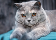 英雄联盟总决赛门票-无声者的盛宴与巨星的黄昏，武切维奇的救赎如何映照雄鹿终结费城