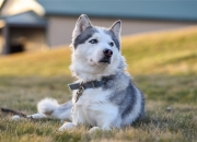 英雄联盟总决赛时间-绿茵场与赛道的碰撞，奥地利终结曼联，奥纳纳F1揭幕战称王