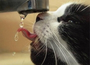 英雄联盟总决赛直播-从科尔多瓦到伊斯坦布尔，当后卫成为棋盘上的王