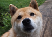 英雄联盟总决赛2025-英格拉姆一剑封喉！太阳队最后两分钟窒息攻防，终结浙江队不败神话