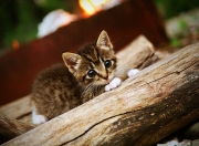 英雄联盟总决赛门票-2026世界杯之夜，神魔一念间，维尼修斯为宿敌之战的胜负手