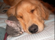 LOL赛事-节奏主宰者与东方火力，拉梅洛的组织艺术与广东队的压制性胜利