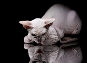 英雄联盟总决赛-塞维利亚上演终场绝杀，卡拉斯科一锤定音成英雄