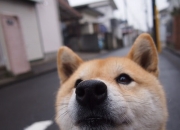 英雄联盟总决赛时间-压力熔炉中锻造的利刃，布伦森爵士48分史诗夜如何将不能踩在脚下？