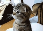 英雄联盟总决赛门票-火药与推演，德甲争冠夜的数学与心跳