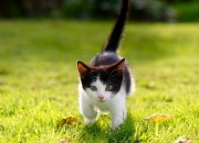 英雄联盟总决赛-北非沙漠的惊雷，当突尼斯用阿拉巴的左脚，在伯纳乌写下天方夜谭