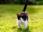 英雄联盟总决赛-北非沙漠的惊雷，当突尼斯用阿拉巴的左脚，在伯纳乌写下天方夜谭