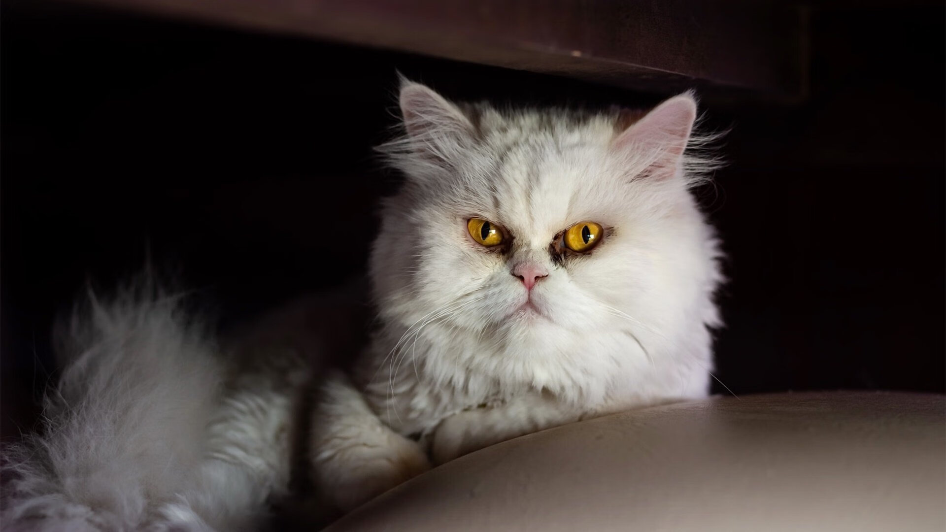 文班亚马化身关键先生狂砍30+12，热火正面击溃步行者迎三连胜