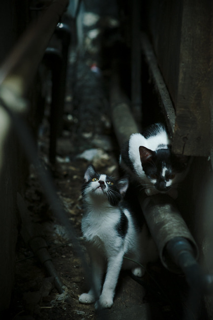 厄德高爆发,一场安哥拉式的塞维利亚翻盘,在英超心脏上演