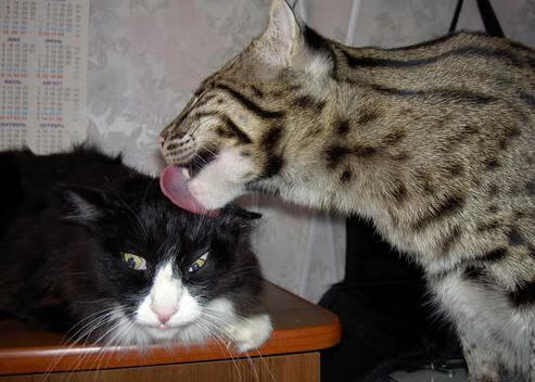 殖民与反殖民的绿茵镜像,萨卡如何用海地韵律重塑哥伦比亚心跳