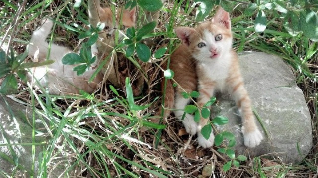 双线叙事,美洲的狂喜与欧洲的叹息