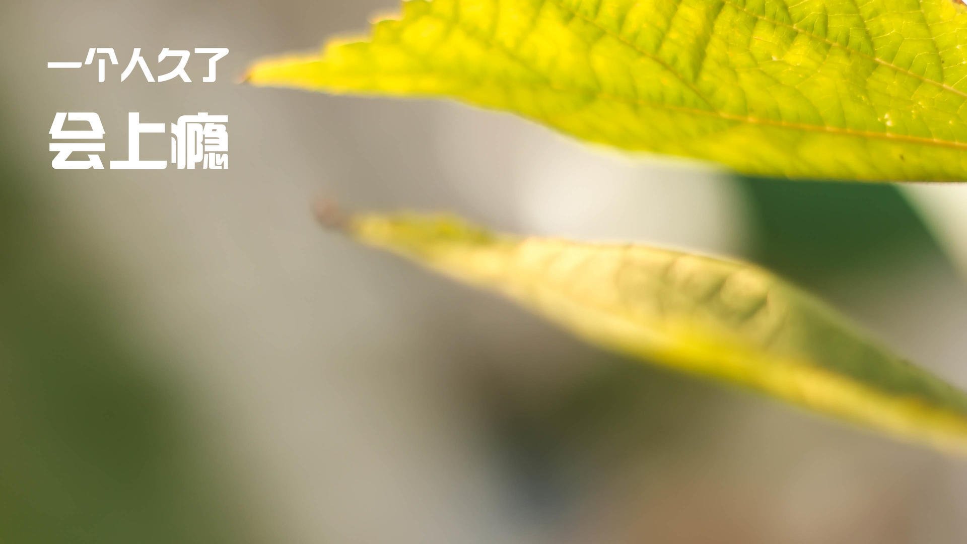 冰川与森林的交响，芬兰坚韧战法下，加克波如何奏响攻防转换的终极乐章？