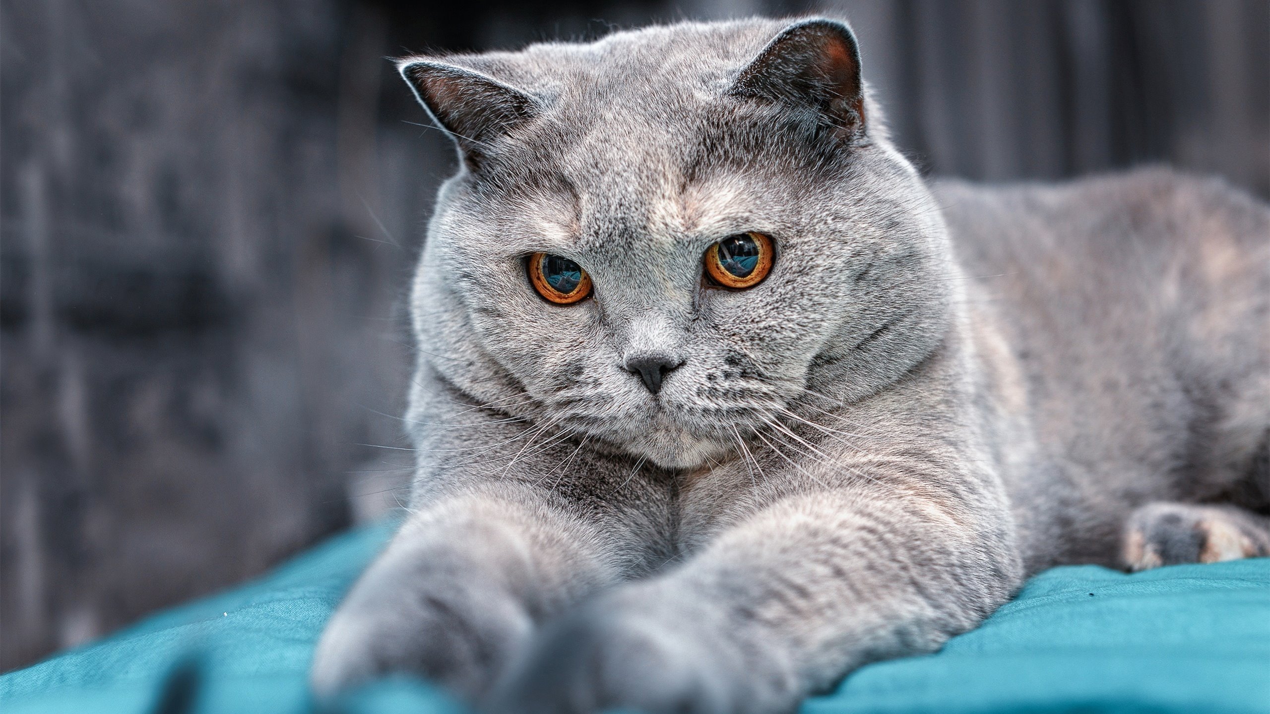 无声者的盛宴与巨星的黄昏,武切维奇的救赎如何映照雄鹿终结费城