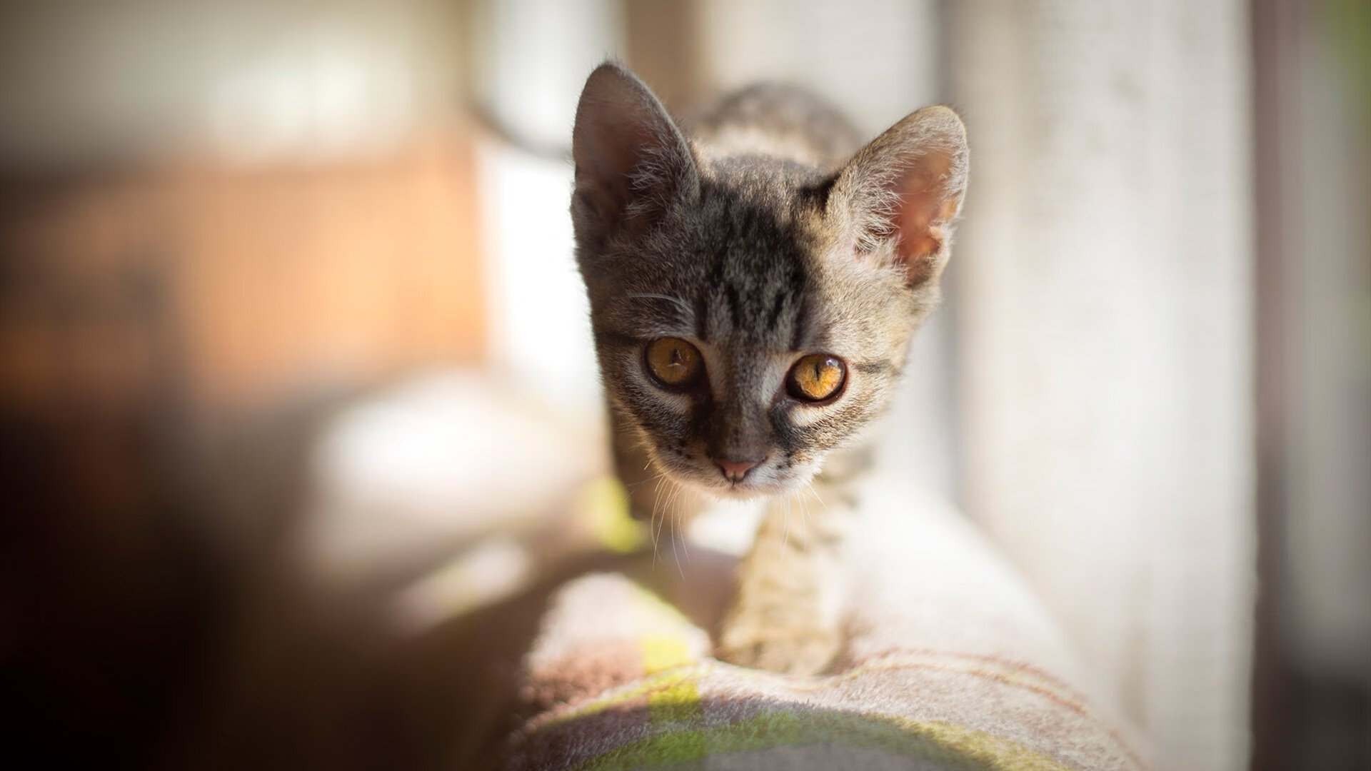 保罗独舞巅峰之夜,篮网跨联盟生死战力克广东队