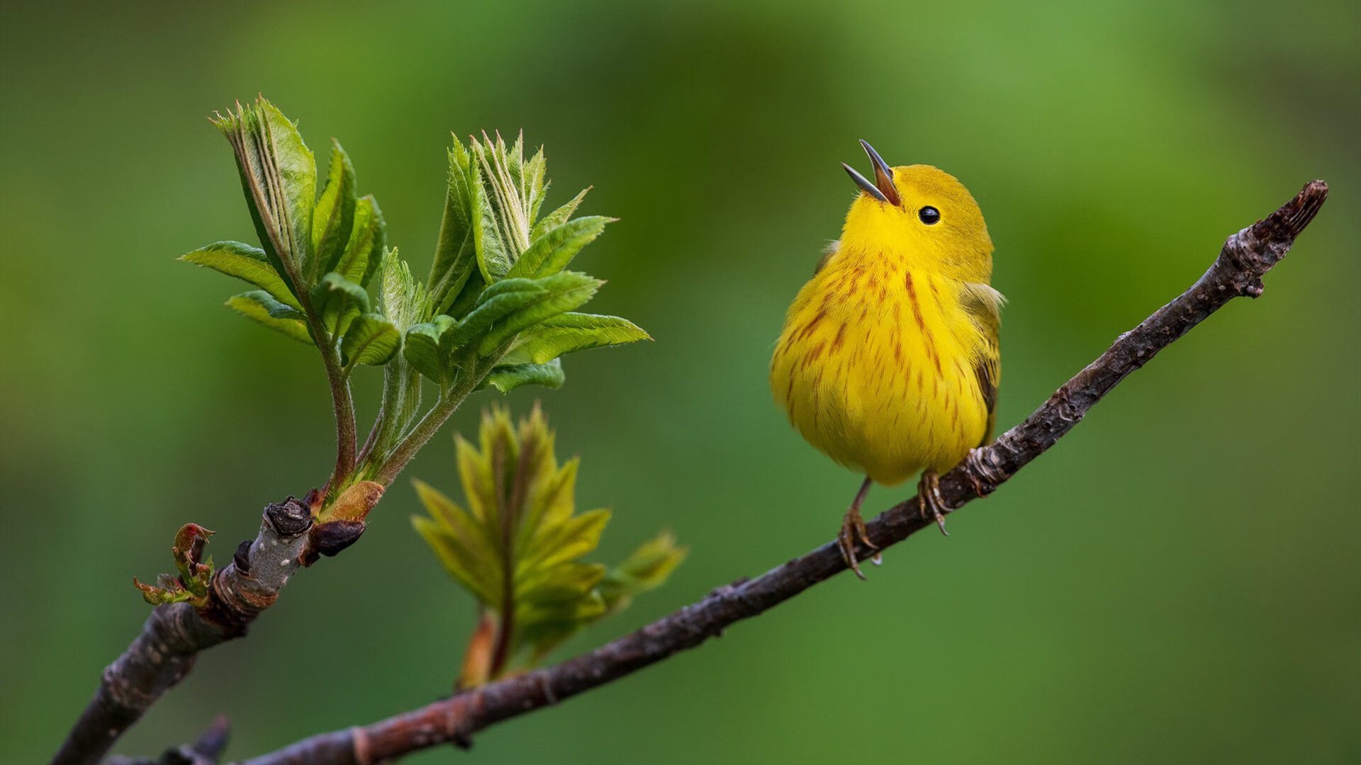 恩佐加时魔法,浇灭德国战车—加纳英雄诞生于105分钟