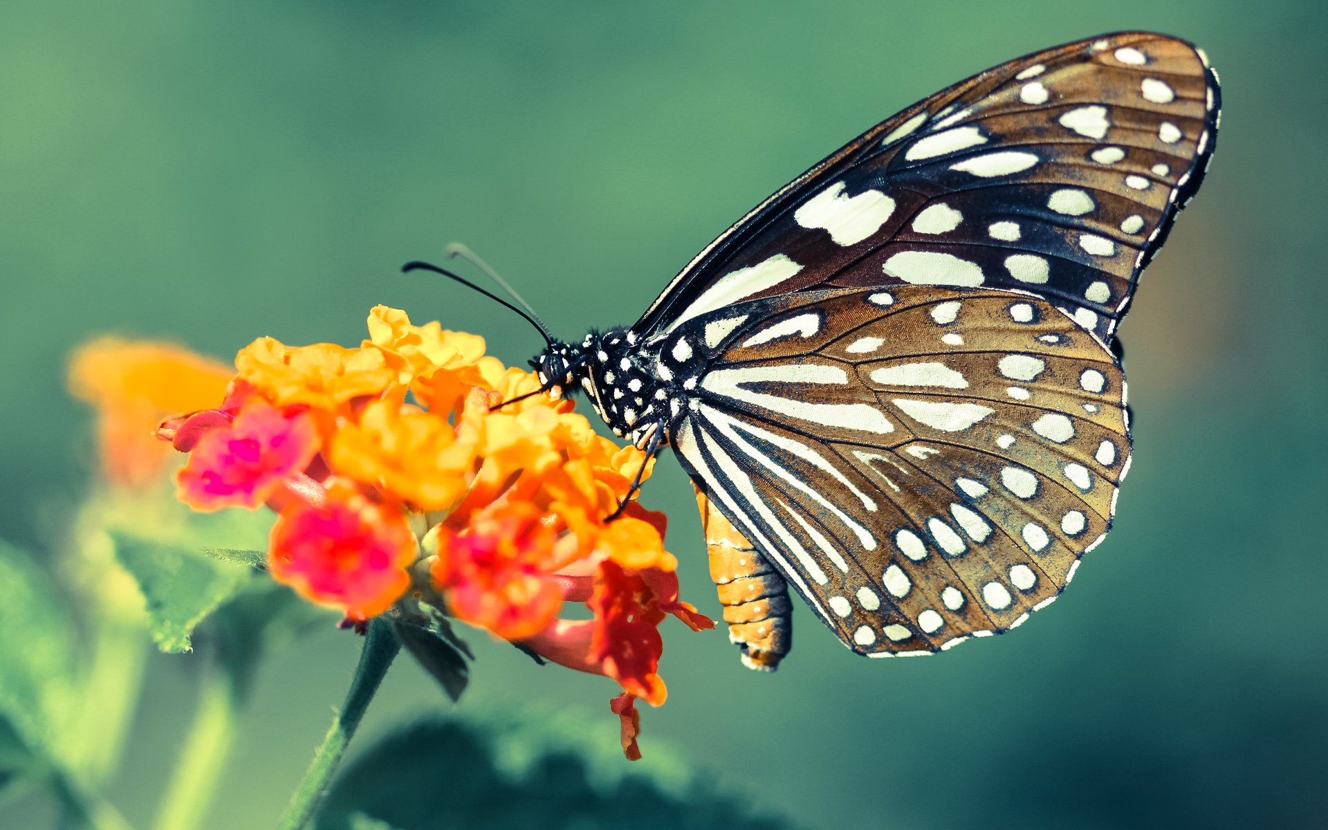 铁血中场铸就传奇,赖斯在欧冠之夜的交响诗
