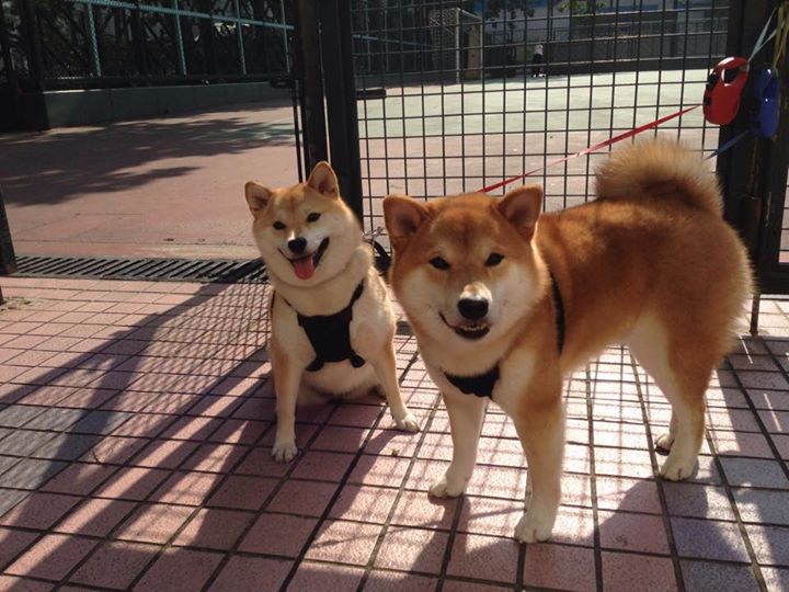 血雾里，他是唯一的数学错误，沉默的切特如何肢解勇士算法