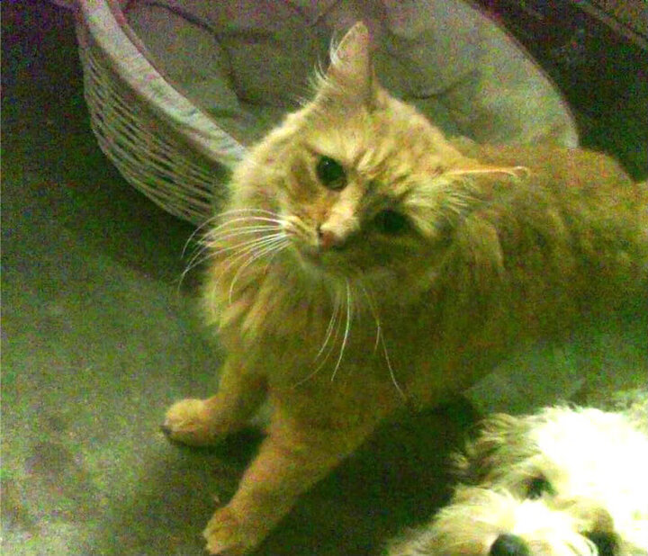 意甲烽火中的东方闪电，当孙兴慜的回忆照亮亚平宁之夜