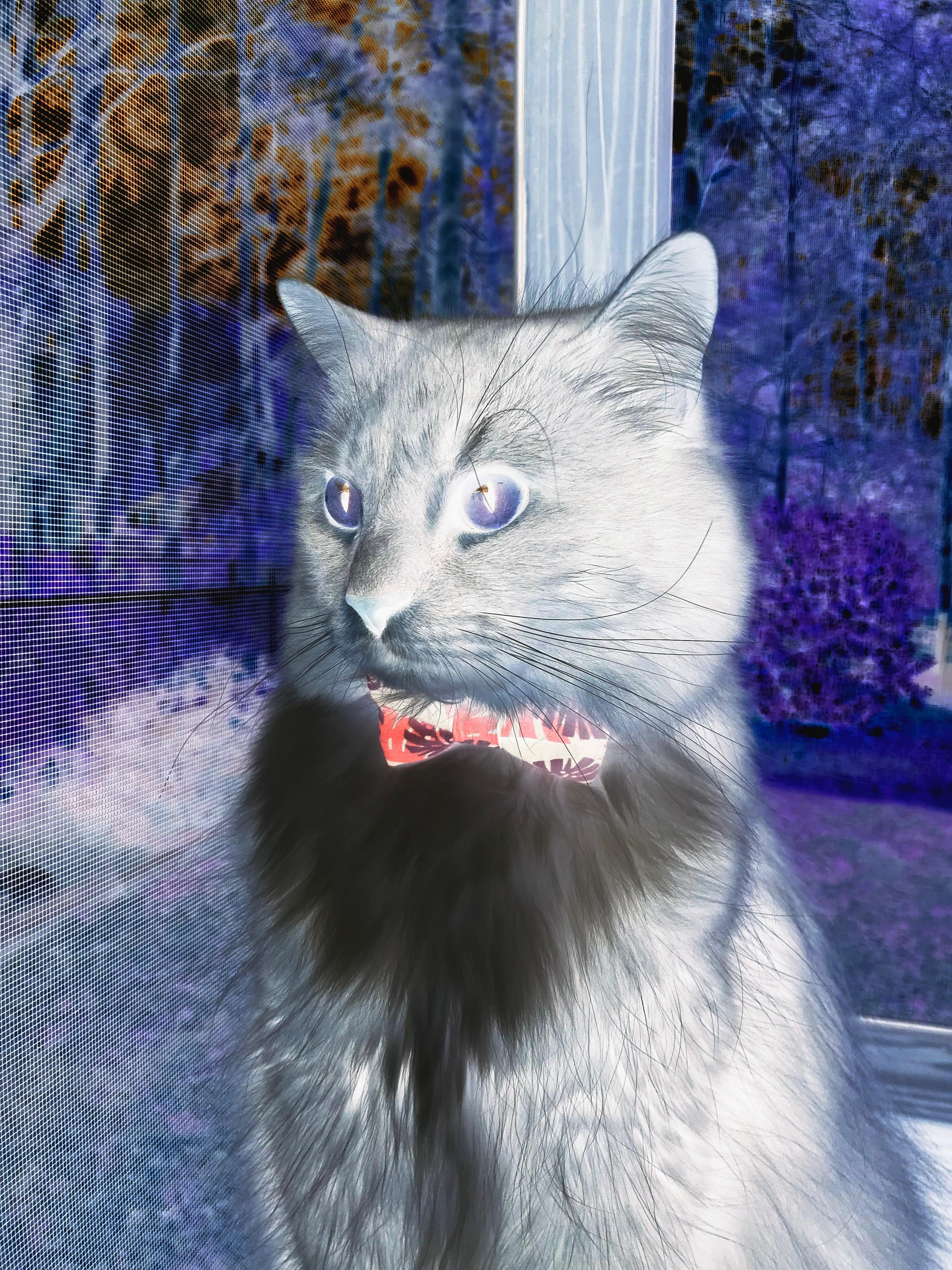 跨洋联动,杰伦格林爆发启示录,独行侠与浙江队的殊途同归