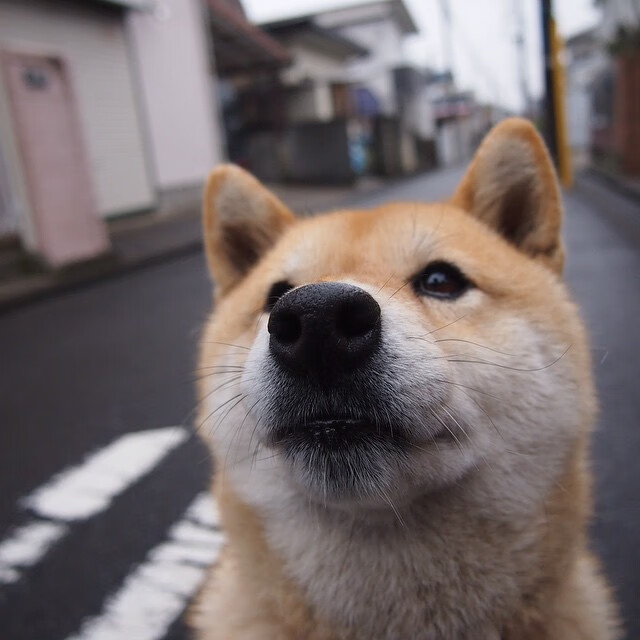 压力熔炉中锻造的利刃，布伦森爵士48分史诗夜如何将不能踩在脚下？